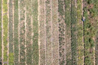 Residential Income,  Bodega avenue, Petaluma, CA 94952 - 9