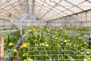 Residential Income,  Bodega avenue, Petaluma, CA 94952 - 15