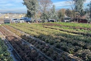 Residential Income,  Bodega avenue, Petaluma, CA 94952 - 51