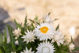 Residential Income,  Bodega avenue, Petaluma, CA 94952 - 19