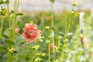 Residential Income,  Bodega avenue, Petaluma, CA 94952 - 11