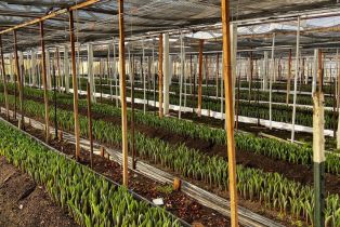 Residential Income,  Bodega avenue, Petaluma, CA 94952 - 49