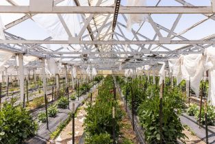 Residential Income,  Bodega avenue, Petaluma, CA 94952 - 40