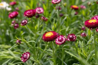 Residential Income,  Bodega avenue, Petaluma, CA 94952 - 20