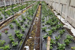 Residential Income,  Bodega avenue, Petaluma, CA 94952 - 45