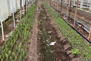 Residential Income,  Bodega avenue, Petaluma, CA 94952 - 46