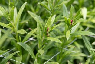 Residential Income,  Bodega avenue, Petaluma, CA 94952 - 21