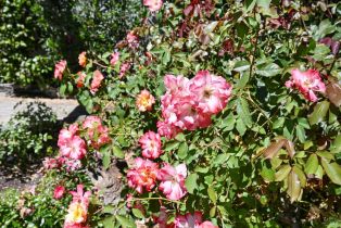 Single Family Residence,  Calle Merlot none, Sonoma, CA 95476 - 58