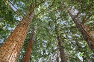 Single Family Residence,  Calle Merlot none, Sonoma, CA 95476 - 57