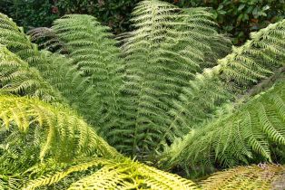 Single Family Residence,  Calle Merlot none, Sonoma, CA 95476 - 55