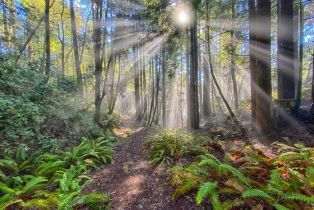 Single Family Residence,  Sea Gate road, Sea Ranch, CA 95497 - 54