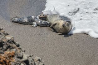 Single Family Residence,  Sea Gate road, Sea Ranch, CA 95497 - 50