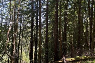 Agriculture,  Siri road, Russian River, CA 95446 - 19