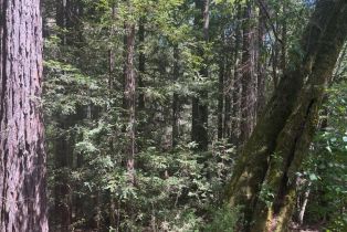 Agriculture,  Siri road, Russian River, CA 95446 - 15