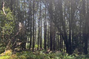 Agriculture,  Siri road, Russian River, CA 95446 - 21