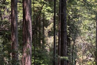 Agriculture,  Siri road, Russian River, CA 95446 - 13