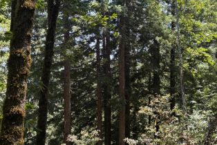 Agriculture,  Siri road, Russian River, CA 95446 - 18