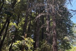 Agriculture,  Siri road, Russian River, CA 95446 - 17
