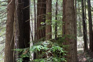 Agriculture,  Siri road, Russian River, CA 95446 - 8