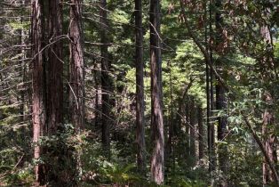 Agriculture,  Siri road, Russian River, CA 95446 - 16