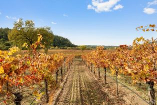 Agriculture,  River road, Russian River, CA 95436 - 15