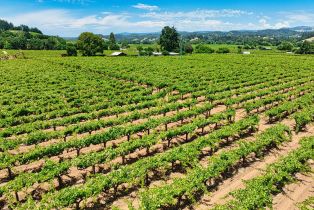 Agriculture,  West Dry Creek road, Healdsburg, CA 95448 - 16
