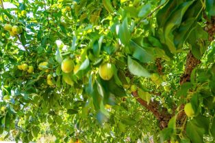 Single Family Residence, Adele street, Calistoga, CA 94515 - 43