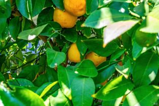 Single Family Residence, Adele street, Calistoga, CA 94515 - 42