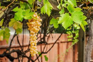 Single Family Residence,  Mitzi drive, Calistoga, CA 94515 - 40