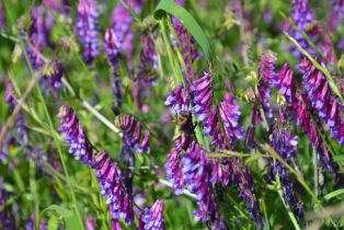 Agriculture,  Monticello road, Napa, CA 94558 - 8