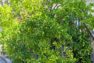 Single Family Residence,  WOOD VALLEY road, Sonoma, CA 95476 - 52