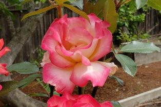 Single Family Residence,  WOOD VALLEY road, Sonoma, CA 95476 - 53