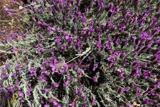 Single Family Residence,  WOOD VALLEY road, Sonoma, CA 95476 - 51