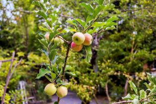 Single Family Residence,  Drake road, Russian River, CA 95446 - 59