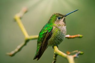 Single Family Residence,  Drake road, Russian River, CA 95446 - 82