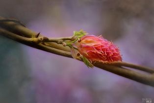 Single Family Residence,  Drake road, Russian River, CA 95446 - 81