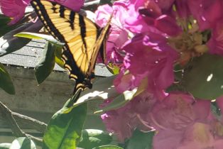 Single Family Residence,  Drake road, Russian River, CA 95446 - 74