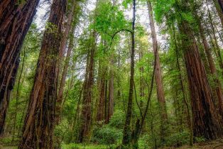 Single Family Residence,  Drake road, Russian River, CA 95446 - 78