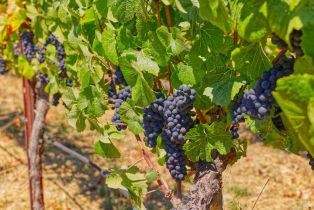 Agriculture,  116 N highway, Russian River, CA 95472 - 20