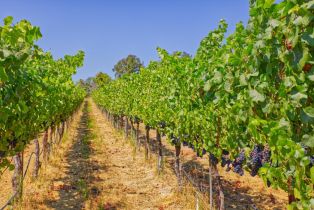 Agriculture,  116 N highway, Russian River, CA 95472 - 4