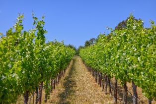 Agriculture,  116 N highway, Russian River, CA 95472 - 13