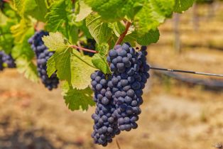 Agriculture,  116 N highway, Russian River, CA 95472 - 5