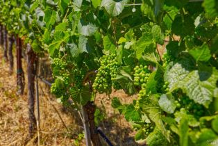 Agriculture,  116 N highway, Russian River, CA 95472 - 18