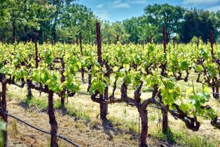 Single Family Residence,  8th street, Sonoma, CA 95476 - 83