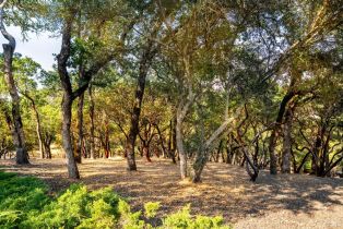 Single Family Residence,  Petrified Forest road, Calistoga, CA 94515 - 54