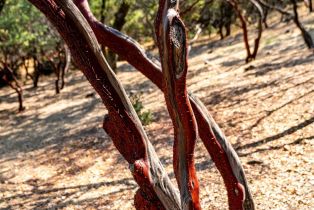 Single Family Residence,  Petrified Forest road, Calistoga, CA 94515 - 51
