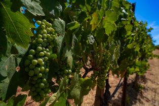 Single Family Residence,  Dry Creek road, Healdsburg, CA 95448 - 54