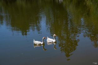 Single Family Residence,  Dry Creek road, Healdsburg, CA 95448 - 61