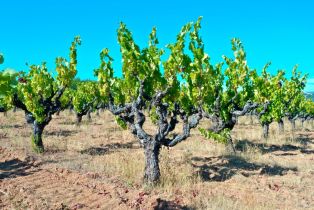 Single Family Residence,  Dutcher Creek road, Cloverdale, CA 95425 - 27