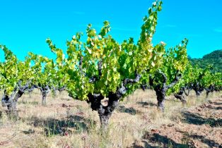 Single Family Residence,  Dutcher Creek road, Cloverdale, CA 95425 - 70